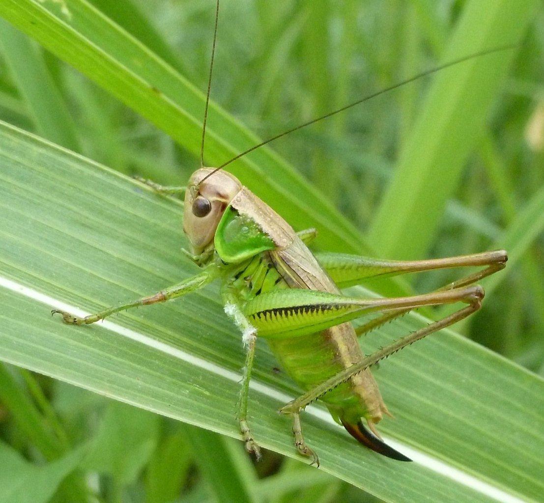 Tettigonide: Roeseliana sp.